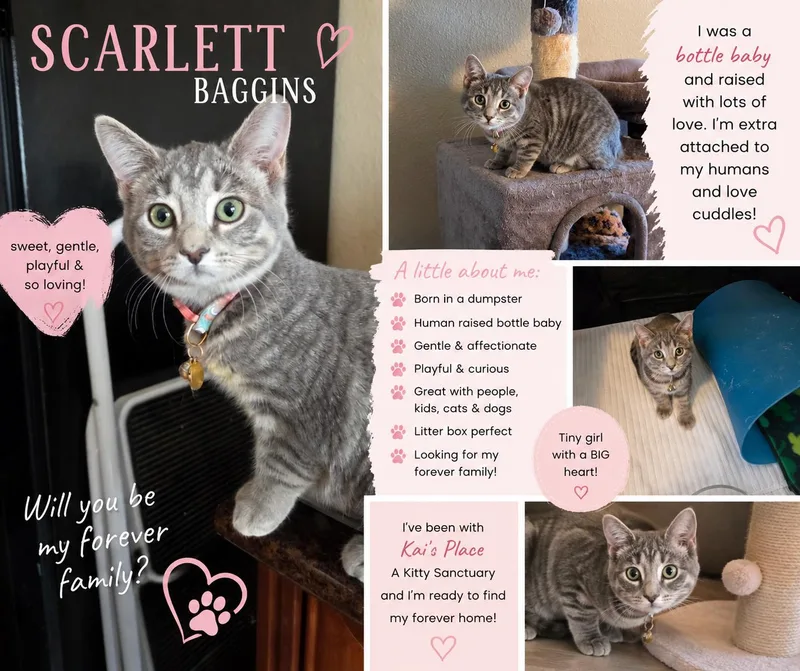A baby medium-sized female Gray / Blue / Silver Tabby cat named Scarlett Baggins for adoption in Phoenix, AZ