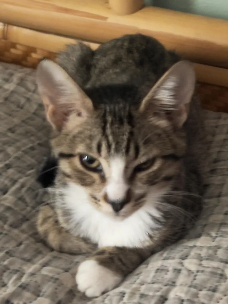 A baby small-sized female Tabby (Brown / Chocolate) Domestic Short Hair cat named Cheetah for adoption in Orange, CA