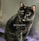 An adult large-sized female Tortoiseshell cat named Norma Jean for adoption in Moline, IL
