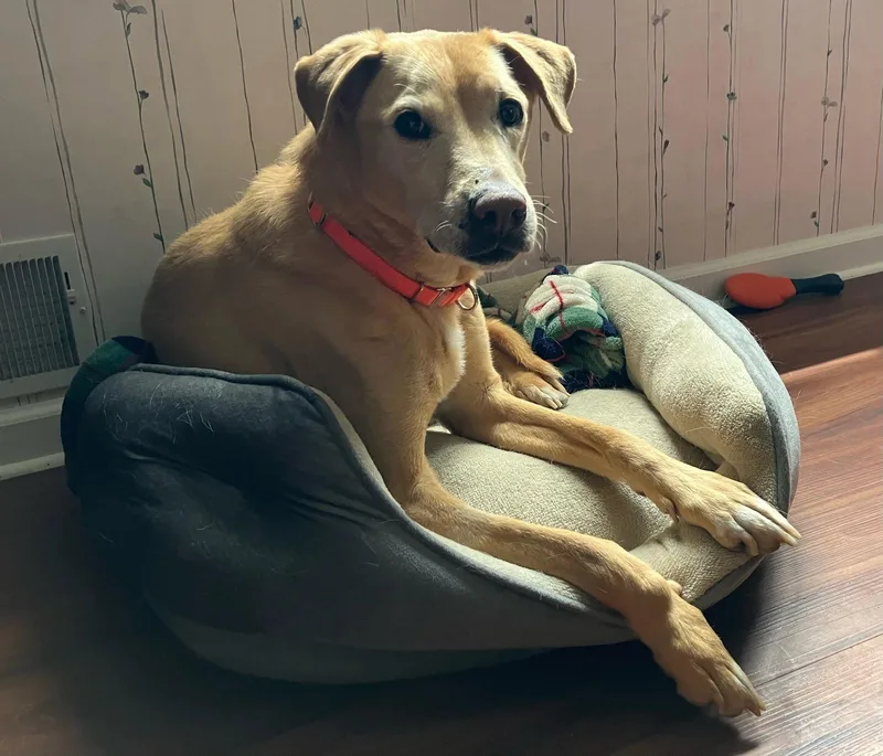 A senior medium-sized female Labrador Retriever dog named Alex for adoption in Whitehall, PA