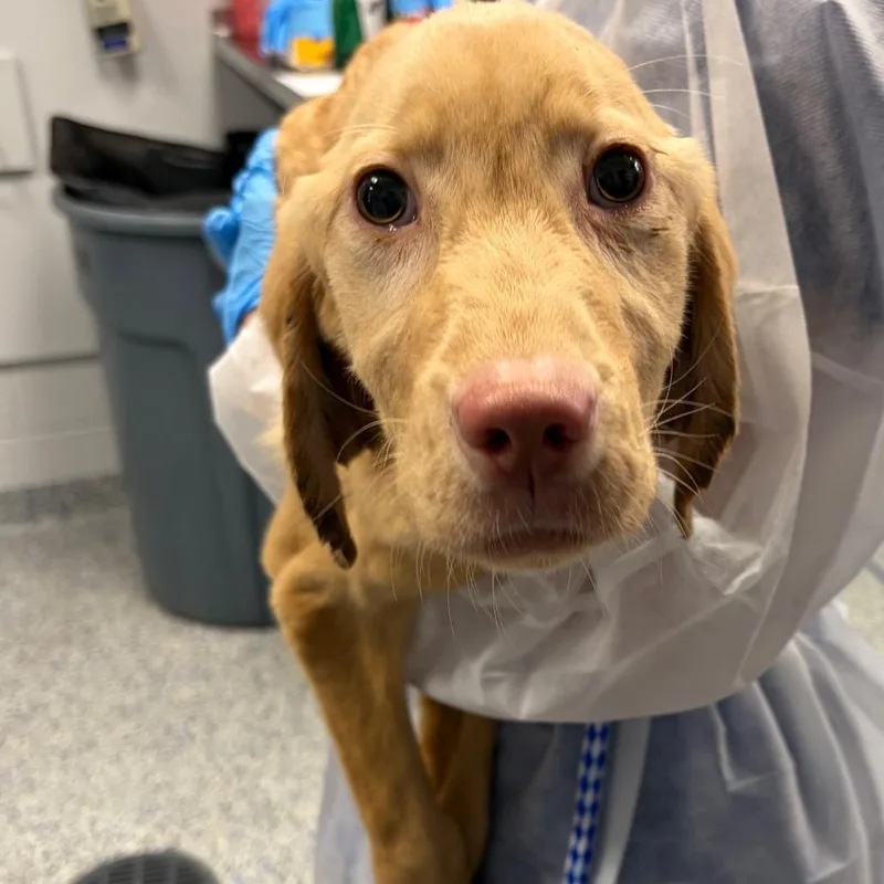 A baby small-sized female Golden Mixed Breed dog named Goldilocks for adoption in Greenville, SC