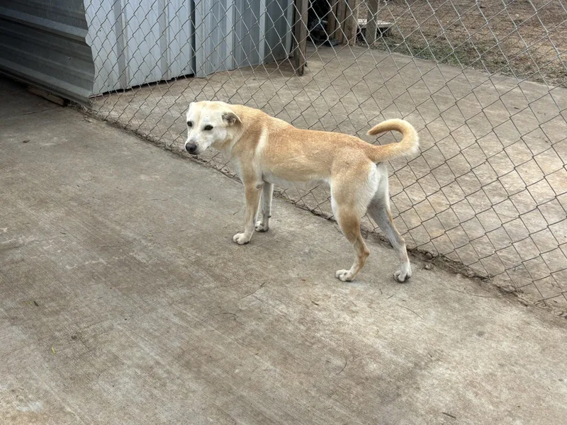 A young medium-sized female Brown / Chocolate Terrier dog named Sissy for adoption in Sullivan City, TX