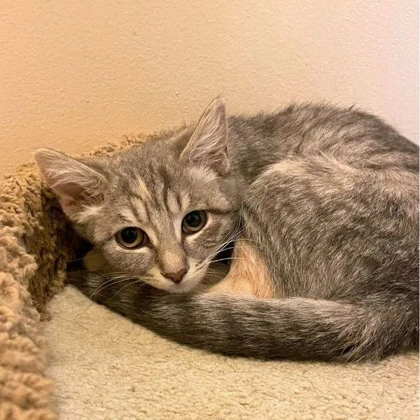 A baby medium-sized female Domestic Short Hair cat named Candice for adoption in Walnut Creek, CA