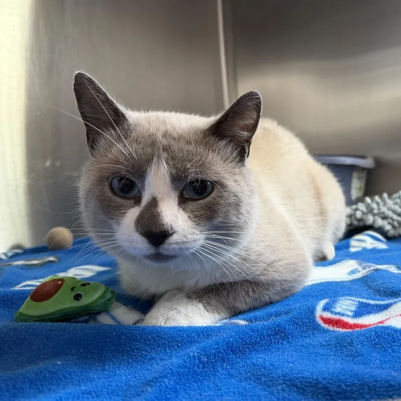 An adult medium-sized male Cream / Ivory Domestic Short Hair cat named Pesto for adoption in Wilmington, DE
