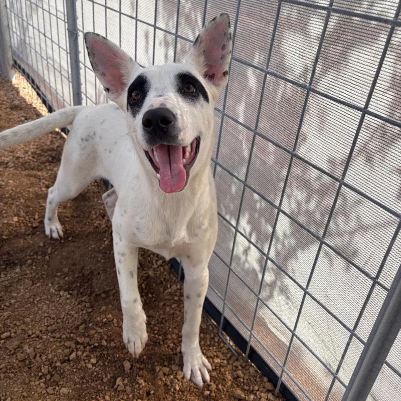 An adult medium-sized female White / Cream Mixed Breed dog named Hazel Kcac . for adoption in Kerrville, TX