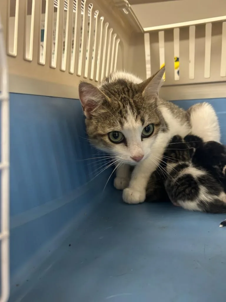 A young small-sized female Domestic Short Hair cat named Addison for adoption in Greenfield, IN