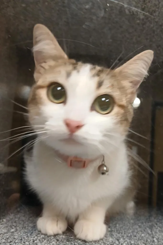 Addison thumbnail 2