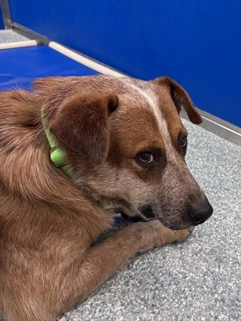 A young large-sized male Australian Cattle Dog / Blue Heeler dog named Cullen for adoption in Tucson, AZ