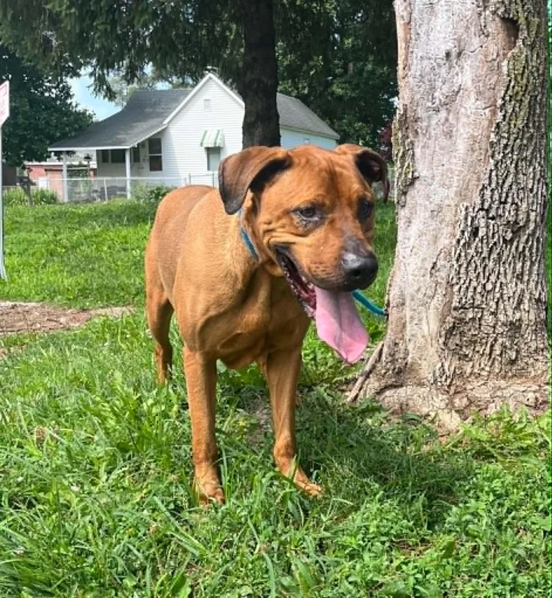 An adult large-sized male Red / Chestnut / Orange Rhodesian Ridgeback dog named Gomer for adoption in Springfield, IL