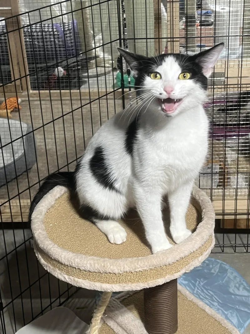 A young medium-sized female Black & White / Tuxedo Domestic Short Hair cat named Mama Rosa for adoption in Walled Lake, MI