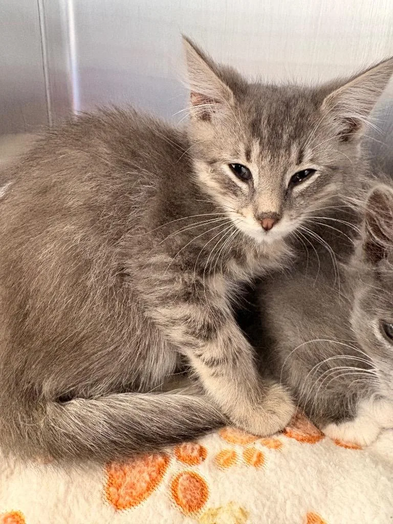 A baby medium-sized female Domestic Short Hair cat named Turtle for adoption in Heber City, UT