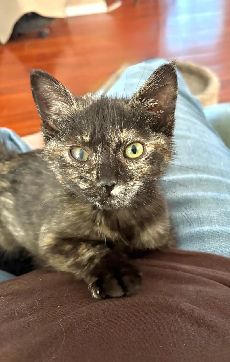A baby medium-sized female Tortoiseshell cat named Binxie for adoption in Pasco, WA