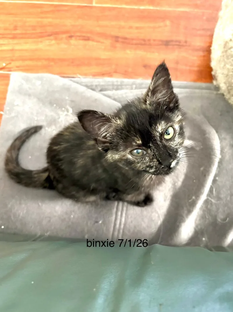 Binxie thumbnail 2