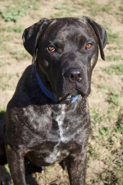 A young large-sized male Brindle Neapolitan Mastiff dog named Frankie for adoption in Roachdale, IN