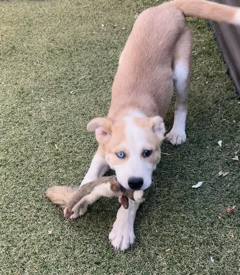 Grandview thumbnail 3