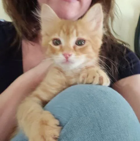 A baby medium-sized male Tabby (Orange / Red) Domestic Short Hair cat named Leo for adoption in Fernley, NV