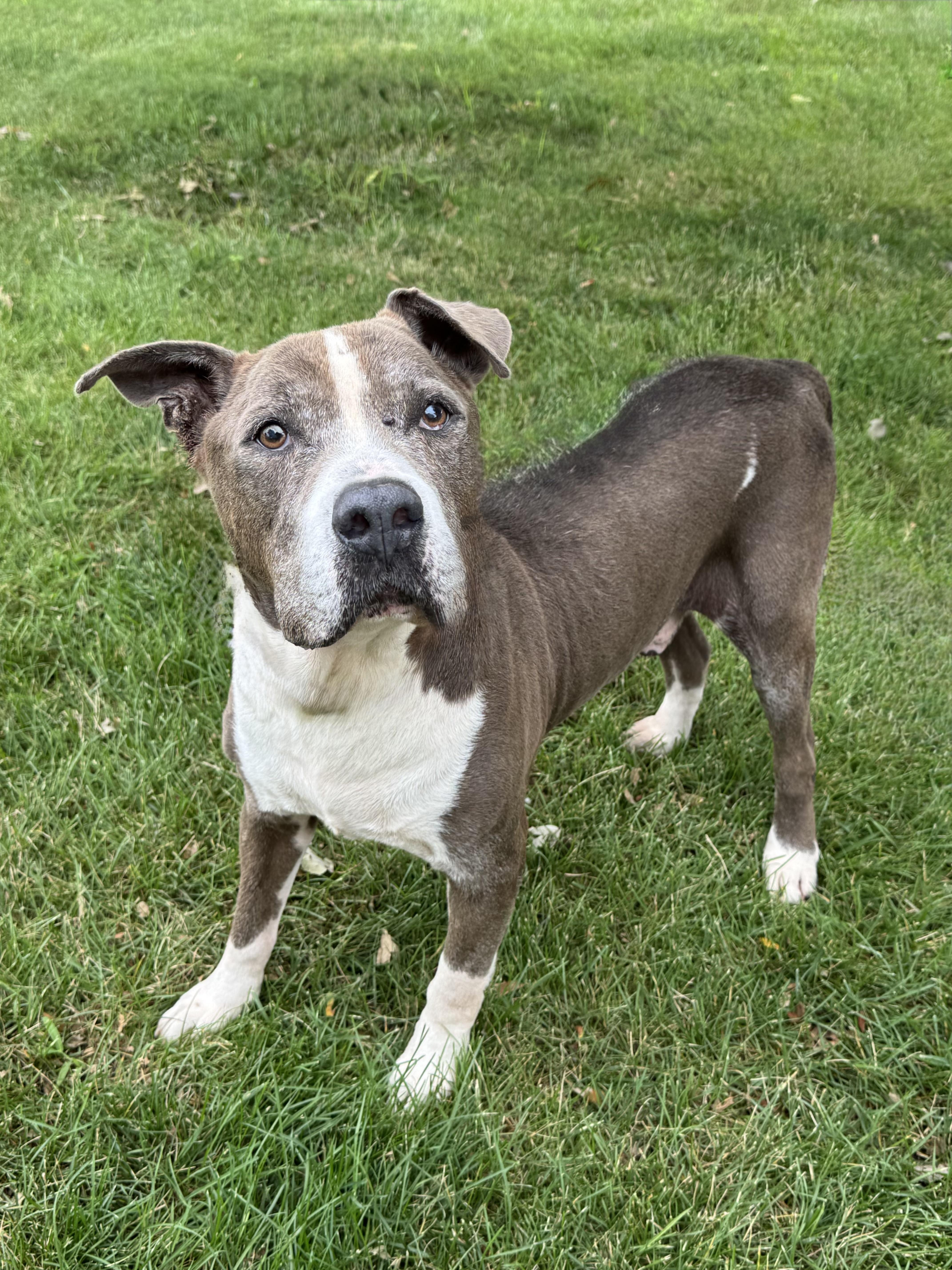 A senior large-sized male Pit Bull Terrier dog named Homer for adoption in Mokena, IL