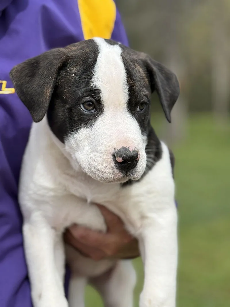 Steve Lonestar thumbnail 2