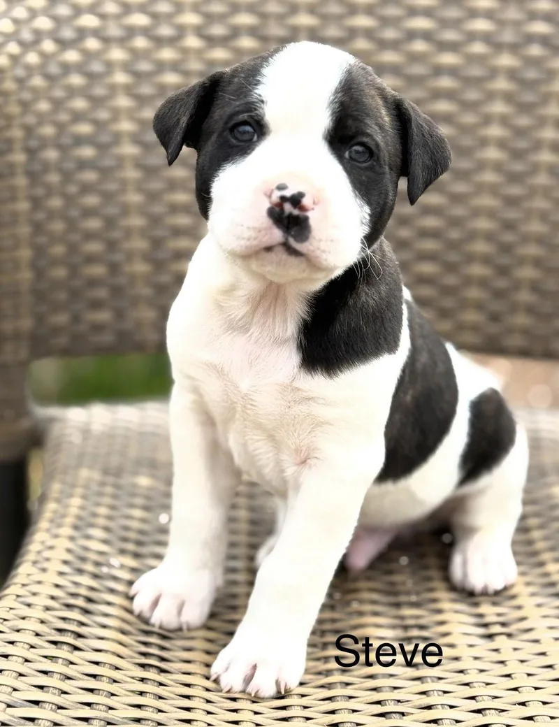 Steve Lonestar thumbnail 3