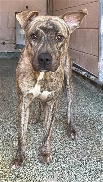 A young medium-sized male Mixed Breed dog named Driftie for adoption in Columbia, SC