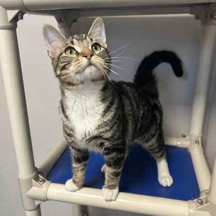 A young small-sized male Domestic Short Hair cat named Wolf for adoption in Janesville, WI