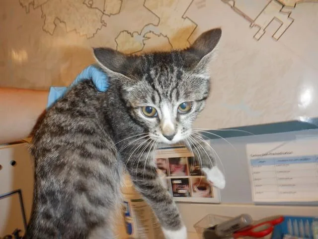 A baby small-sized female Domestic Short Hair cat named Bella for adoption in San Jose, CA