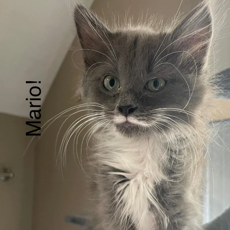 A baby small-sized male Domestic Long Hair cat named Super Mario for adoption in Jessup, MD