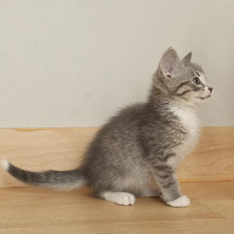 A baby small-sized male Gray / Blue / Silver Domestic Medium Hair cat named Hodag C for adoption in Minnetonka, MN
