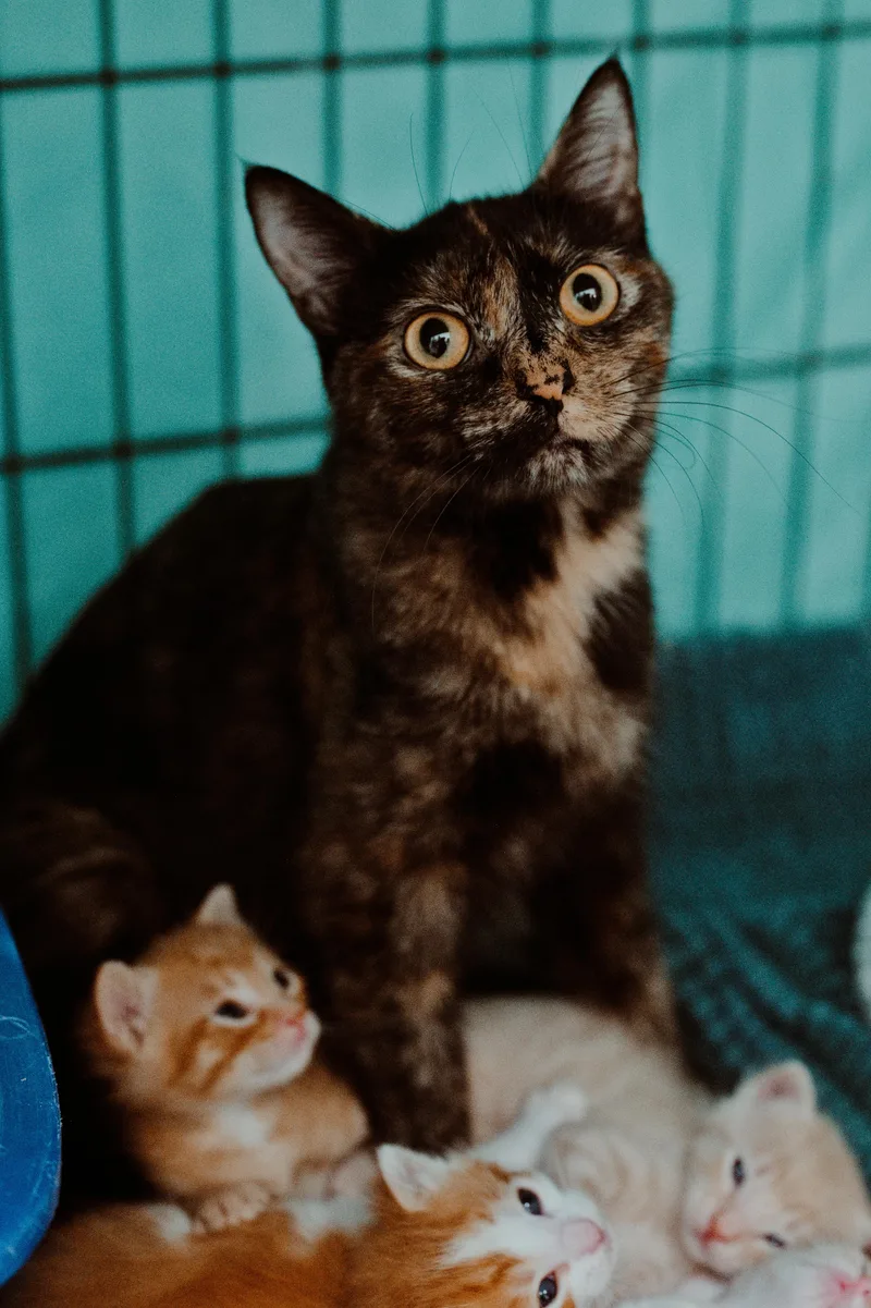 An adult medium-sized female Tortoiseshell cat named Sasha Lyn for adoption in Le Mars, IA