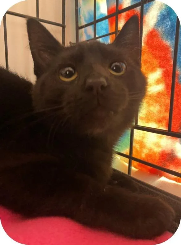 Cherry Pepper thumbnail 2