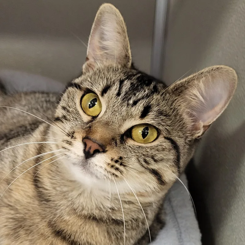 An adult medium-sized female Tabby (Buff / Tan / Fawn) Domestic Short Hair cat named Bucees for adoption in Grayslake, IL