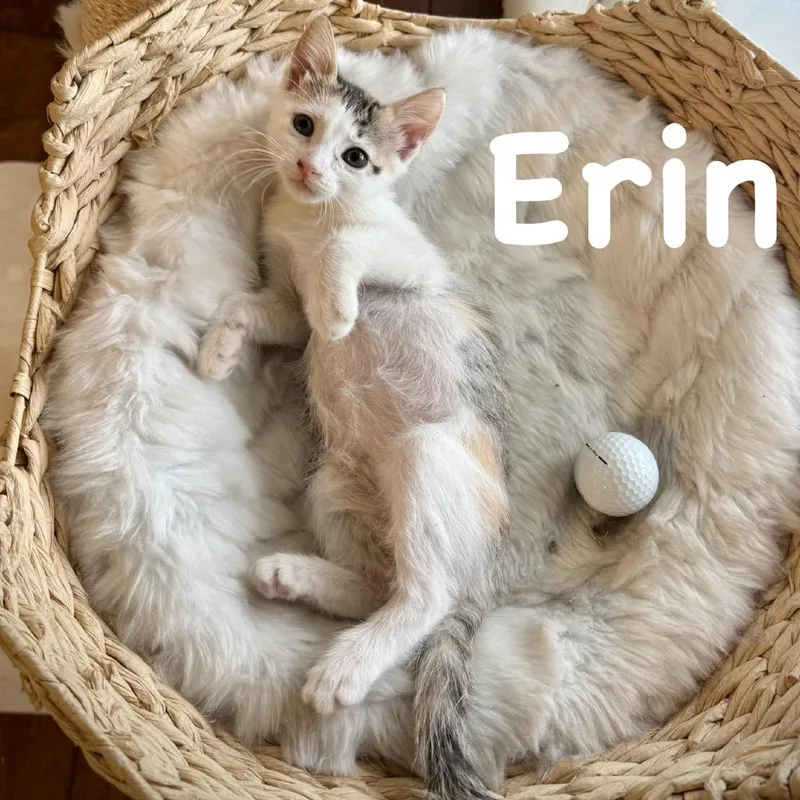 A baby small-sized female Gray / Blue / Silver Domestic Short Hair cat named Erin for adoption in Sarasota, FL