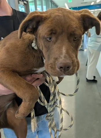 An adult small-sized female Mastiff dog named Cocoa for adoption in San Martin, CA