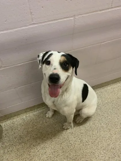 An adult large-sized female Hound dog named Priscilla for adoption in Conway, AR