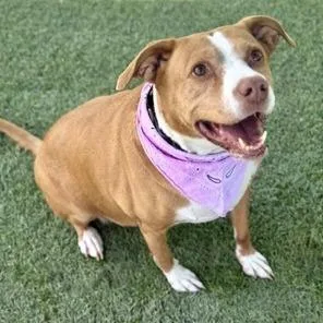A senior large-sized female Yellow / Tan / Blond / Fawn Pit Bull Terrier dog named Leyla Vt for adoption in Las Vegas, NV