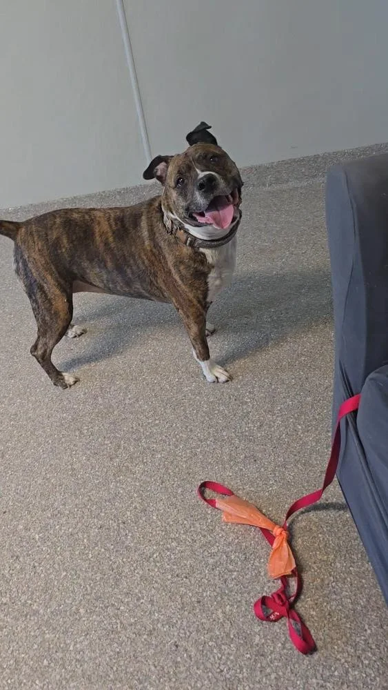 A senior medium-sized female Brindle Pit Bull Terrier dog named Xena for adoption in Innsbrook, MO