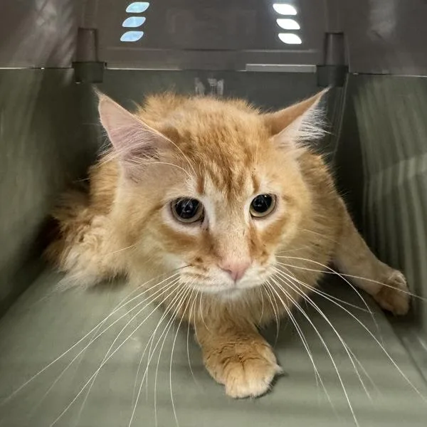 Princeton Bonded Buddy