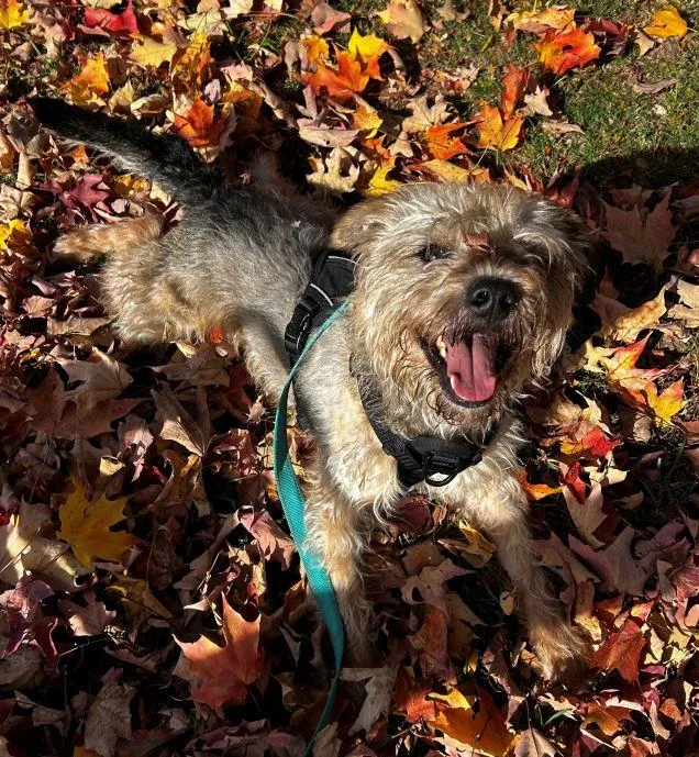 An adult small-sized male Cairn Terrier dog named Bentley for adoption in East Hartford, CT