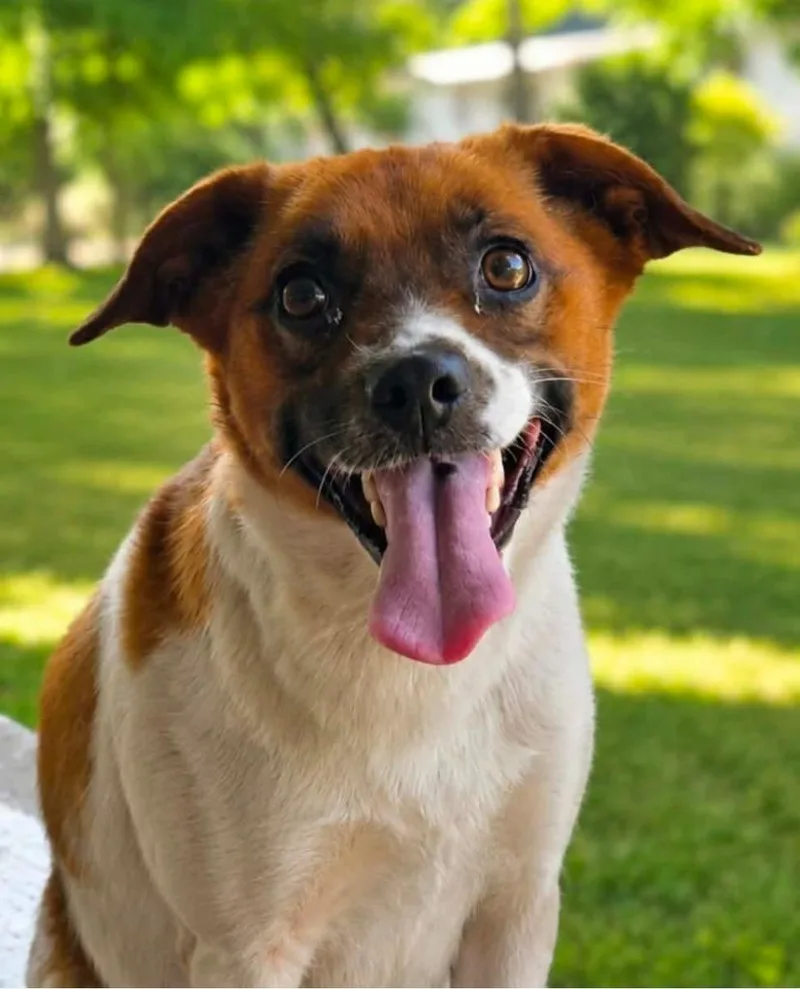 An adult medium-sized female Terrier dog named Piper for adoption in El Dorado, AR