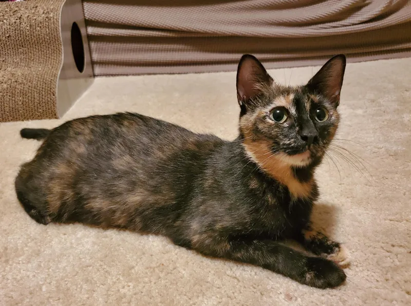 A young medium-sized female Tortoiseshell Domestic Short Hair cat named Delilah for adoption in Medfield, MA