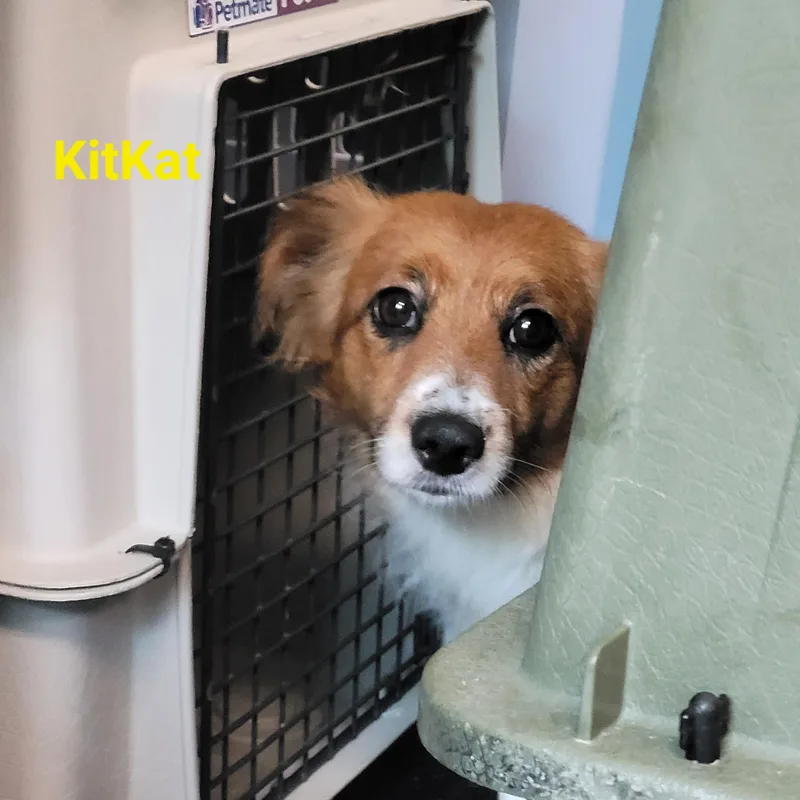 Kit Kat