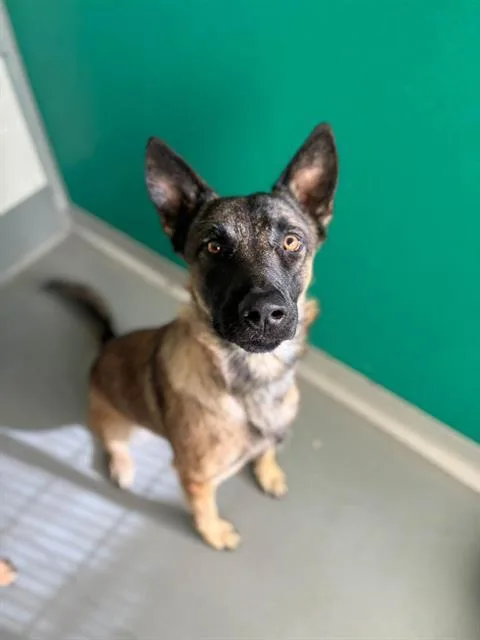 A young large-sized male Belgian Shepherd / Malinois dog named A for adoption in Visalia, CA