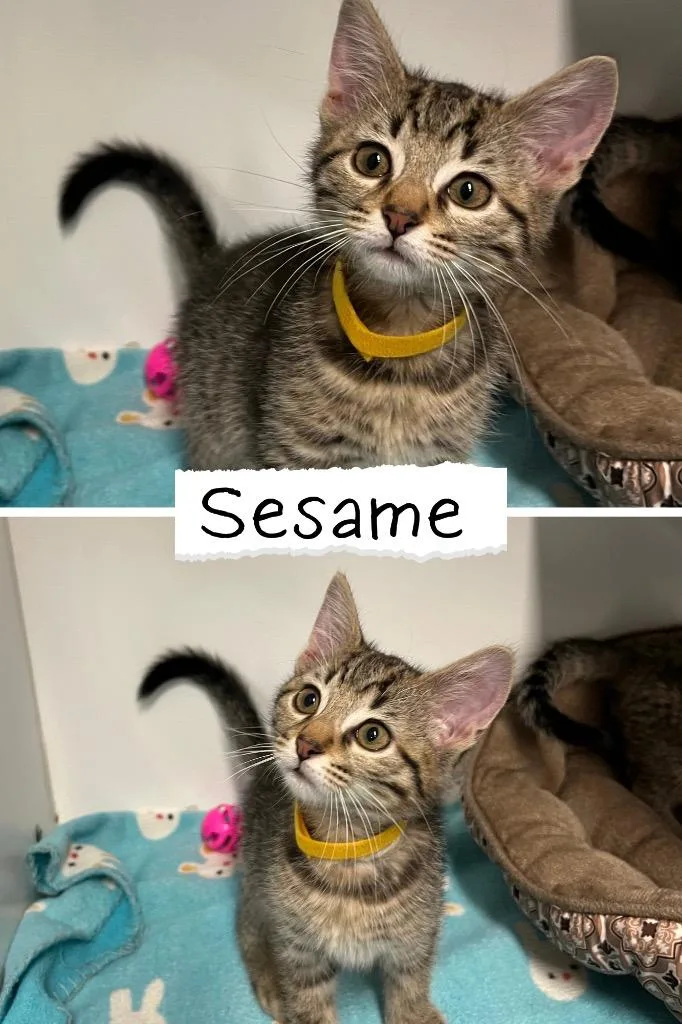 A baby small-sized male Domestic Short Hair cat named Sesame Chicken for adoption in Pierceton, IN