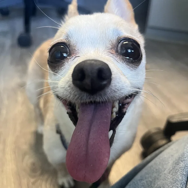 Piper