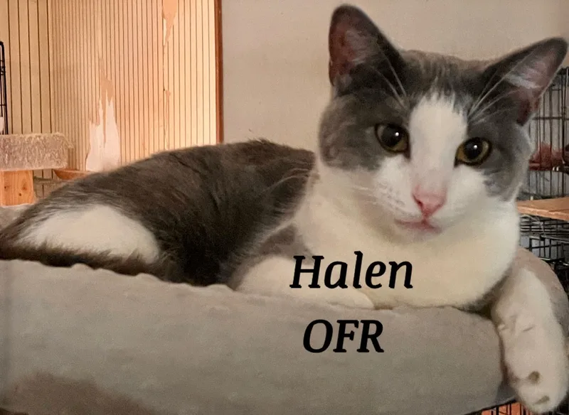 Halen