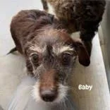 A senior small-sized female Brown / Chocolate Wire Fox Terrier dog named Baby for adoption in Moline, IL