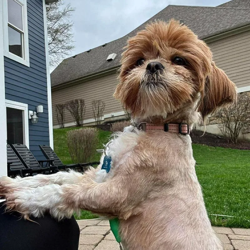 An adult small-sized female Brown / Chocolate Shih Tzu dog named Harajuku for adoption in St. Charles, IL