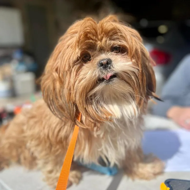 Harajuku thumbnail 3