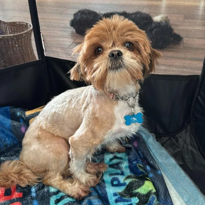 Harajuku thumbnail 4