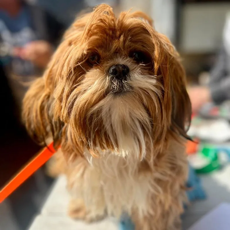 Harajuku thumbnail 5